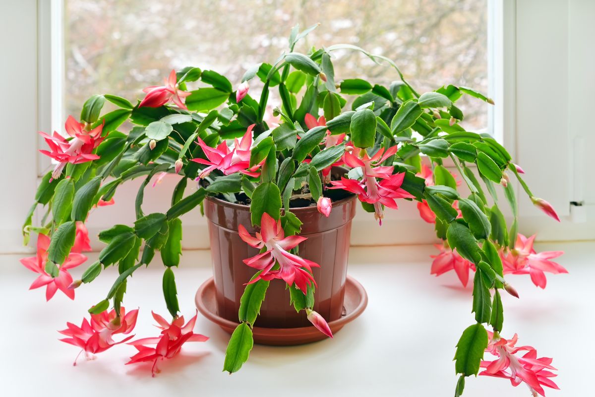 Perché il cactus di Natale non fiorisce