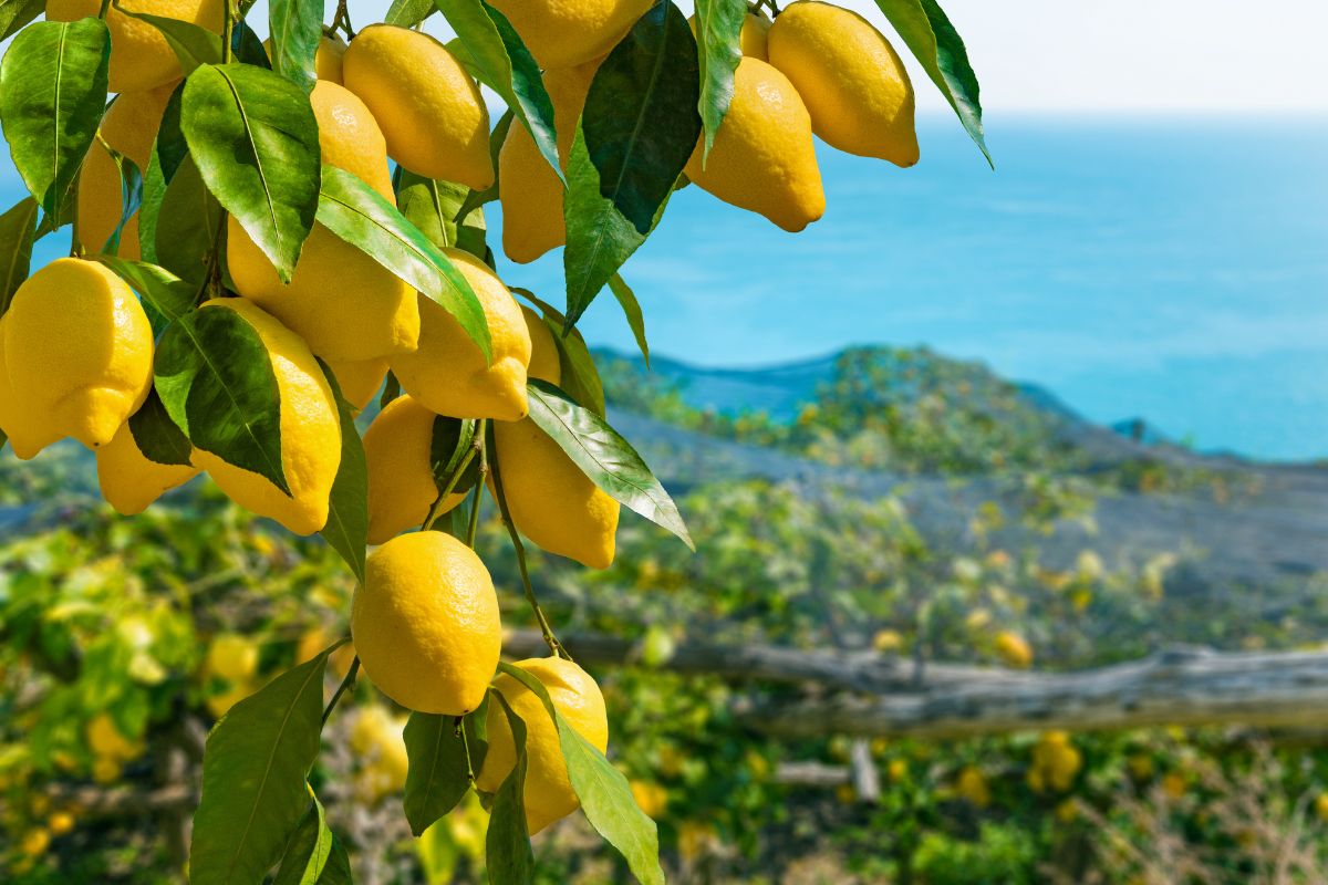 pianta di limone