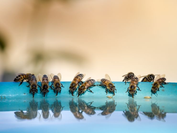 insieme di api che bevono in una pozza d'acqua