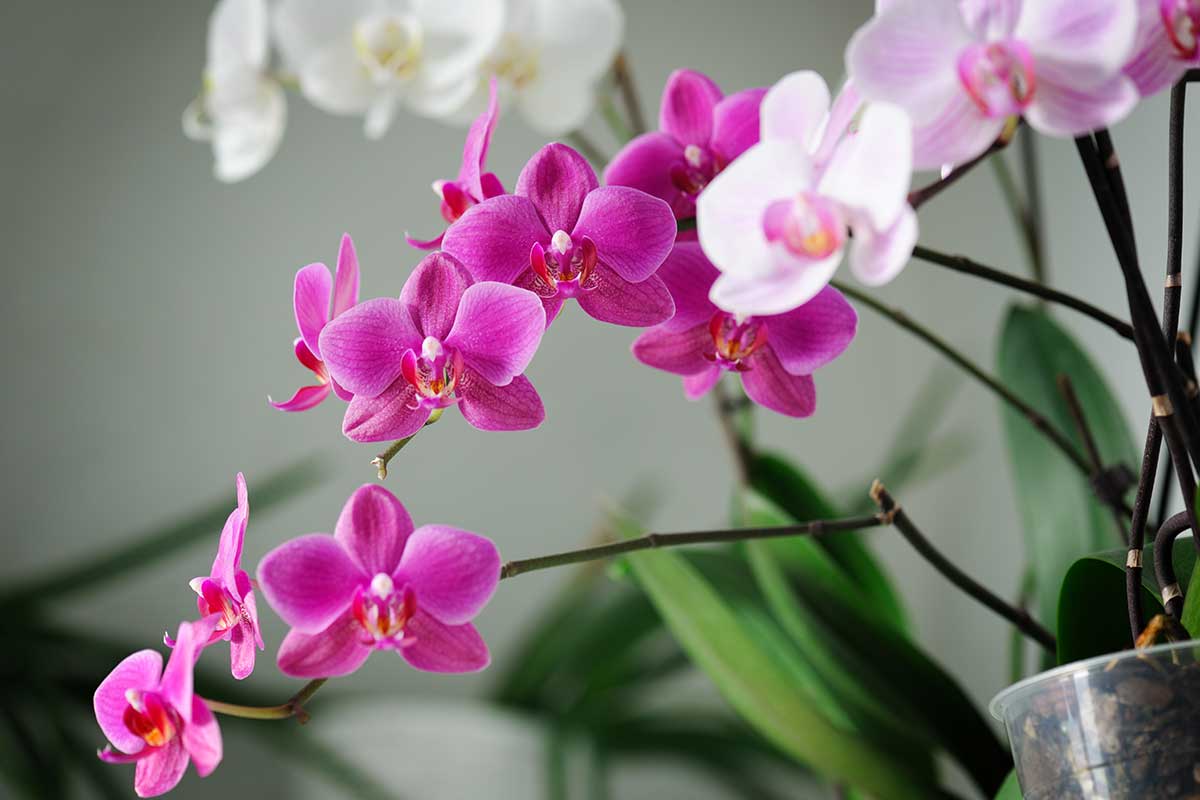  orchidee in appartamento