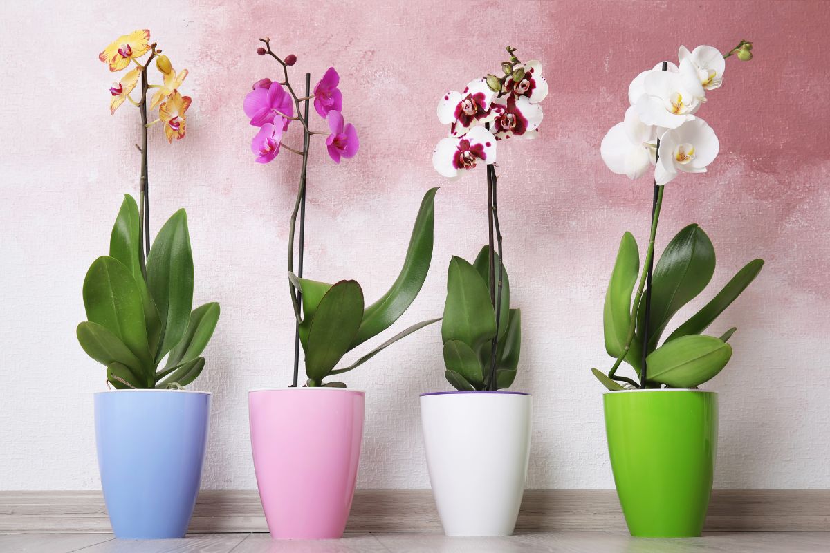 Muffa nel vaso dell’orchidea
