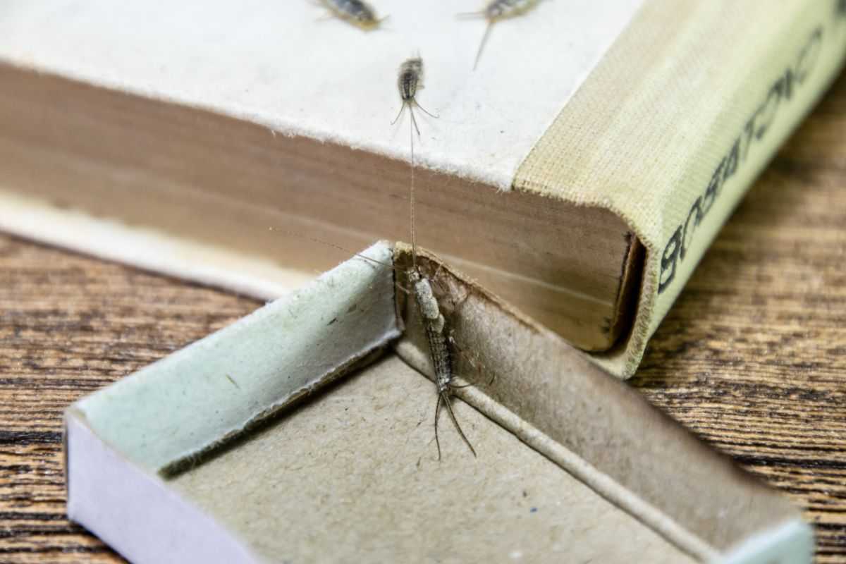 invasione di pesciolini d'argento nei libri