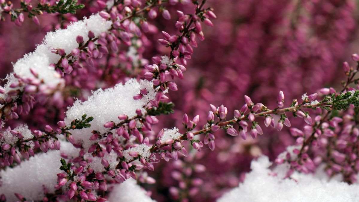 l'erica è una delle piante che fiorisce in inverno