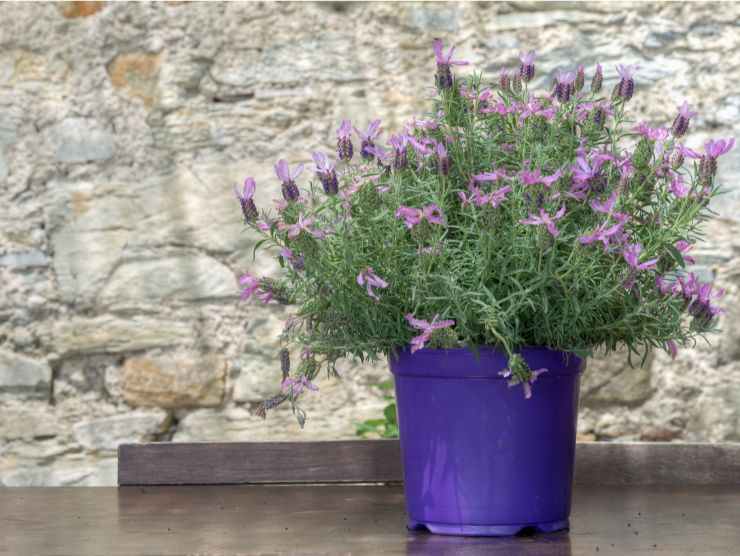 piantina di lavanda