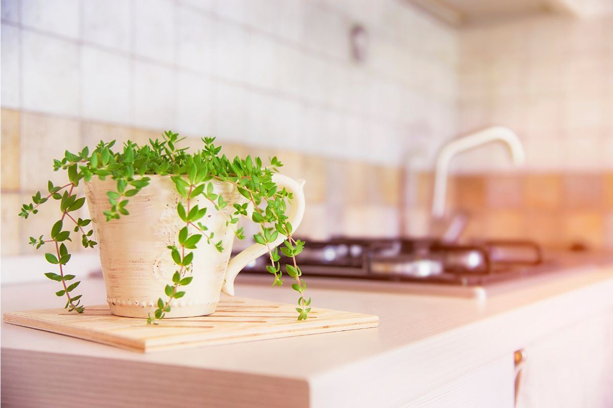 piantina sistemata in cucina