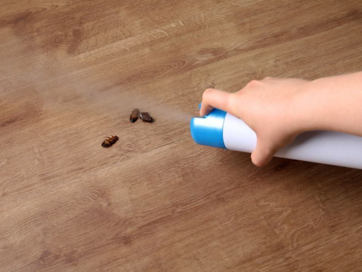 insetticida spruzzato sulle blatte