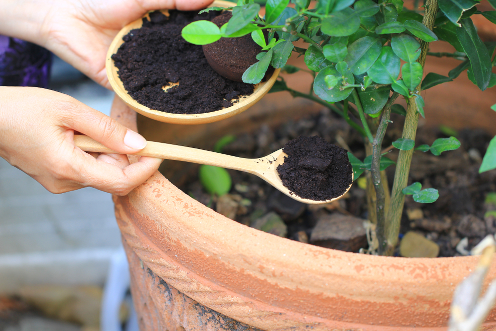 Le mani della donna fanno un cucchiaino di caffè con fertilizzante in una pentola.