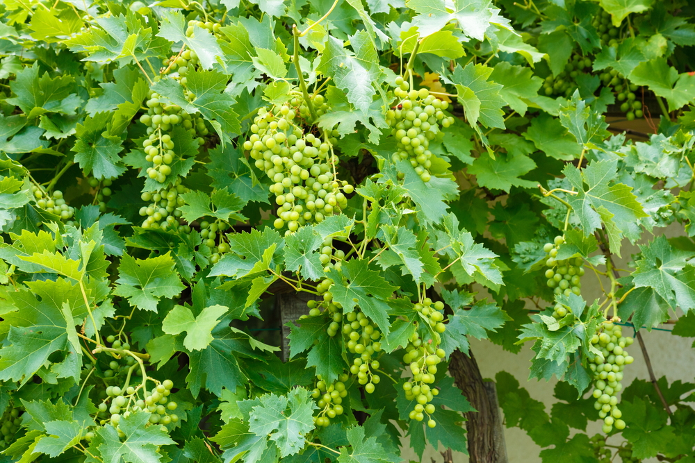 Uva verde e viti verdi