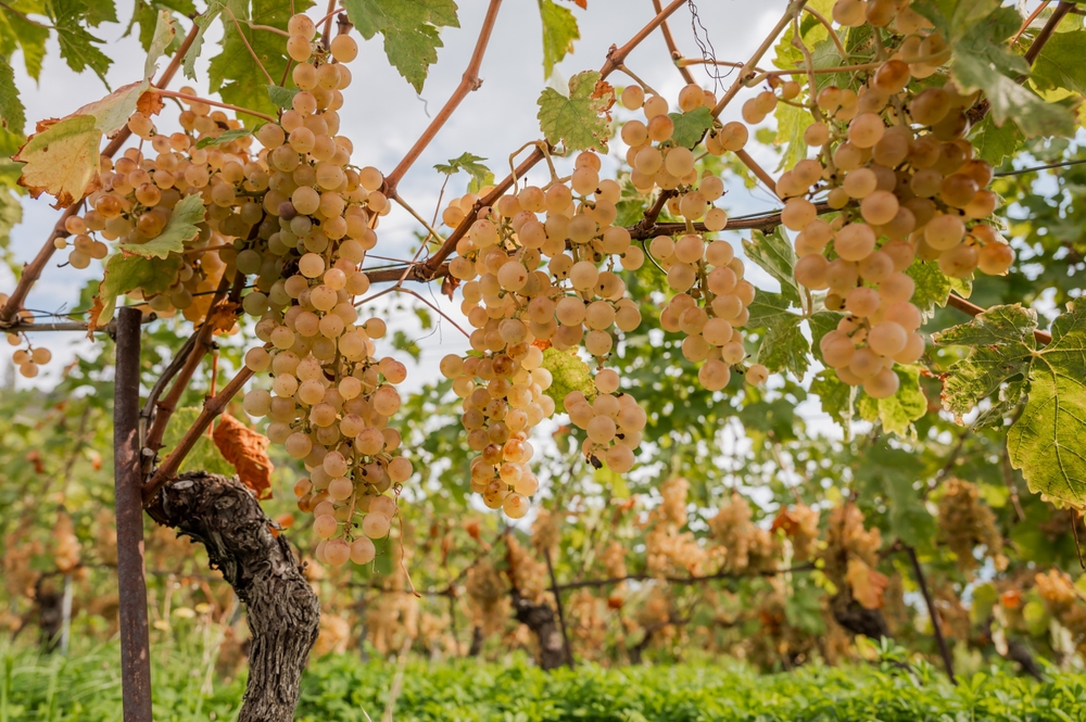 Chaseras, una vite di uva, vorrebbero che fosse l'uva bianca