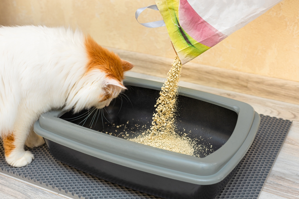 Borsa della spazzatura di gatto versato da un gatto attento in lana