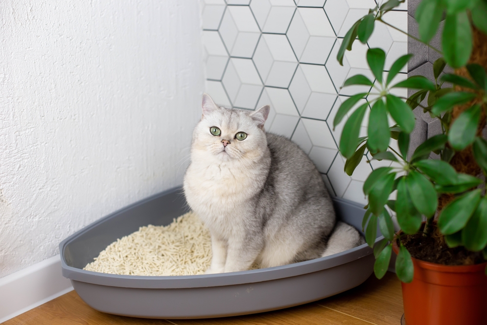 Gatto in immondizia collocato all'angolo vicino al muro e alle piante