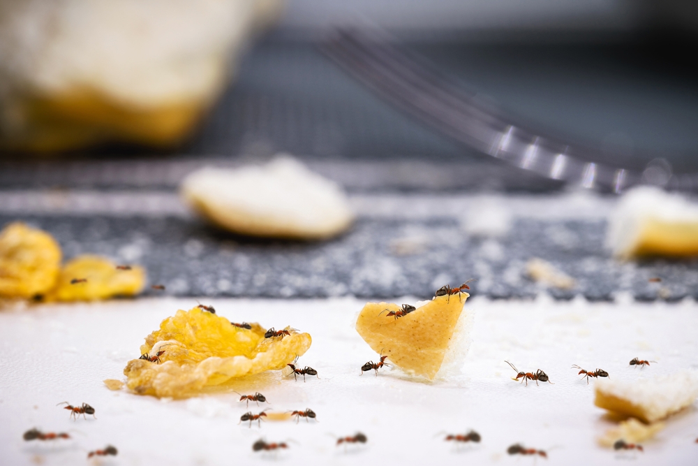 Soluzione di casa formiche: residui di cibo che sono stati invasi dalle formiche domestiche.