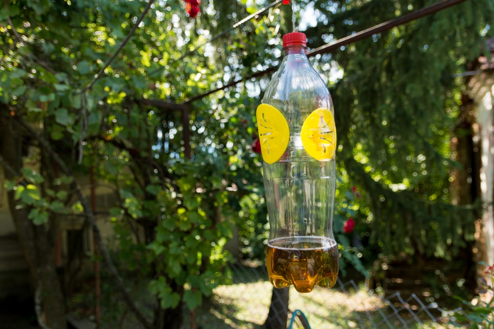 Come allontanare i calabroni in modo naturale con piante repellenti