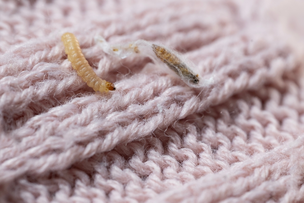 Falena di abbigliamento di larve di maglione rosa