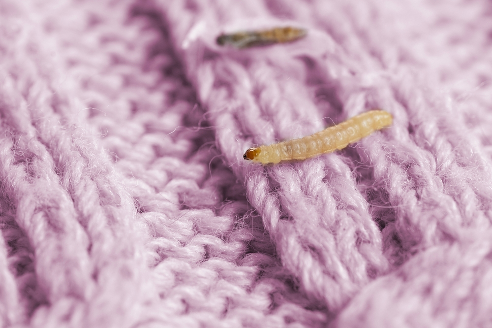 Larva del cappotto rosa