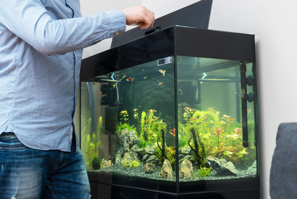 Le persone cambiano acqua dall'acquario insieme al pesce