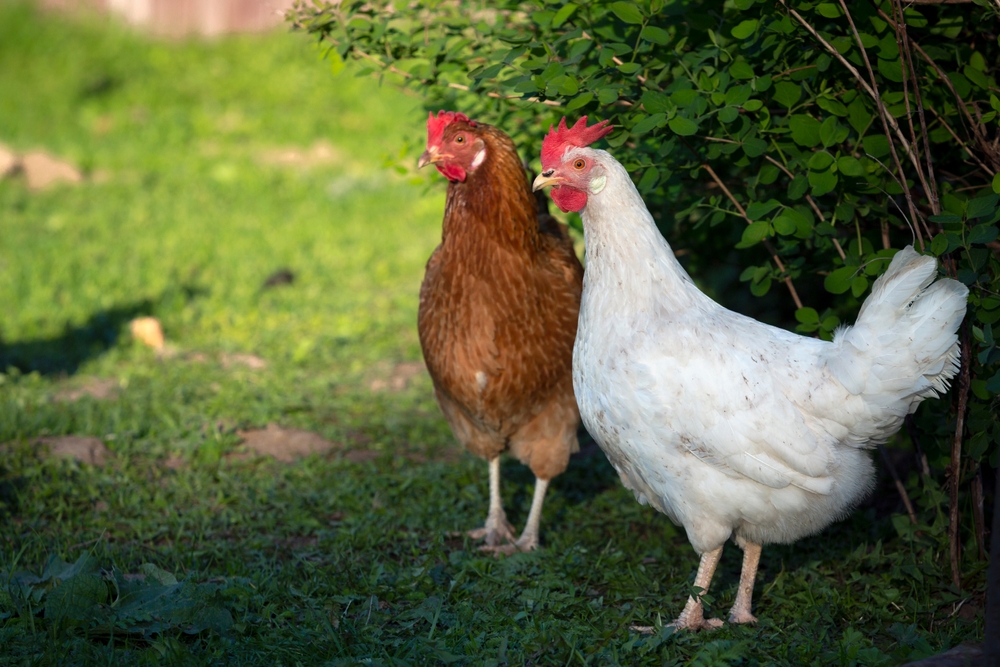 Pollo in giardino