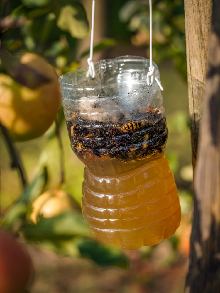 Un calabrone è caduto su una trappola a base di una bottiglia di plastica 