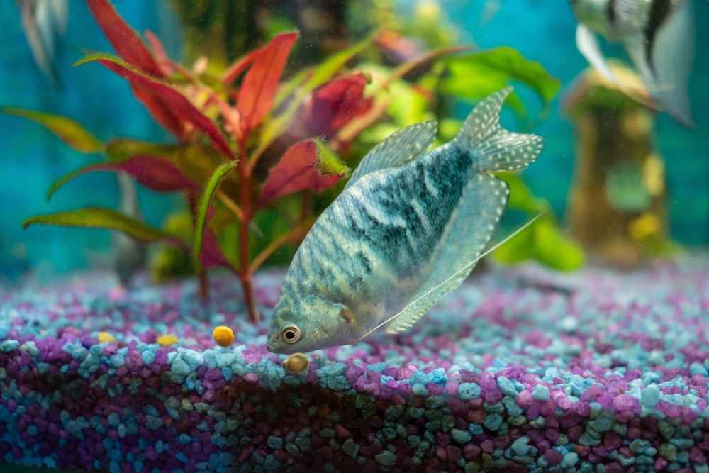 Gourami sull'acquario