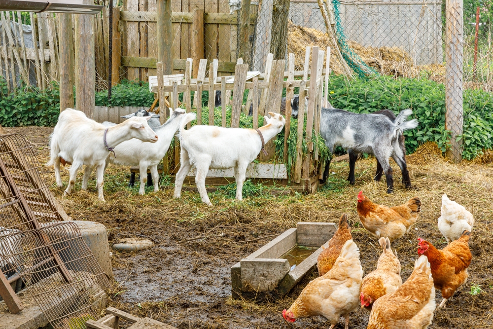 Le capre coltivano la crescita del giardino delle pecore in città 