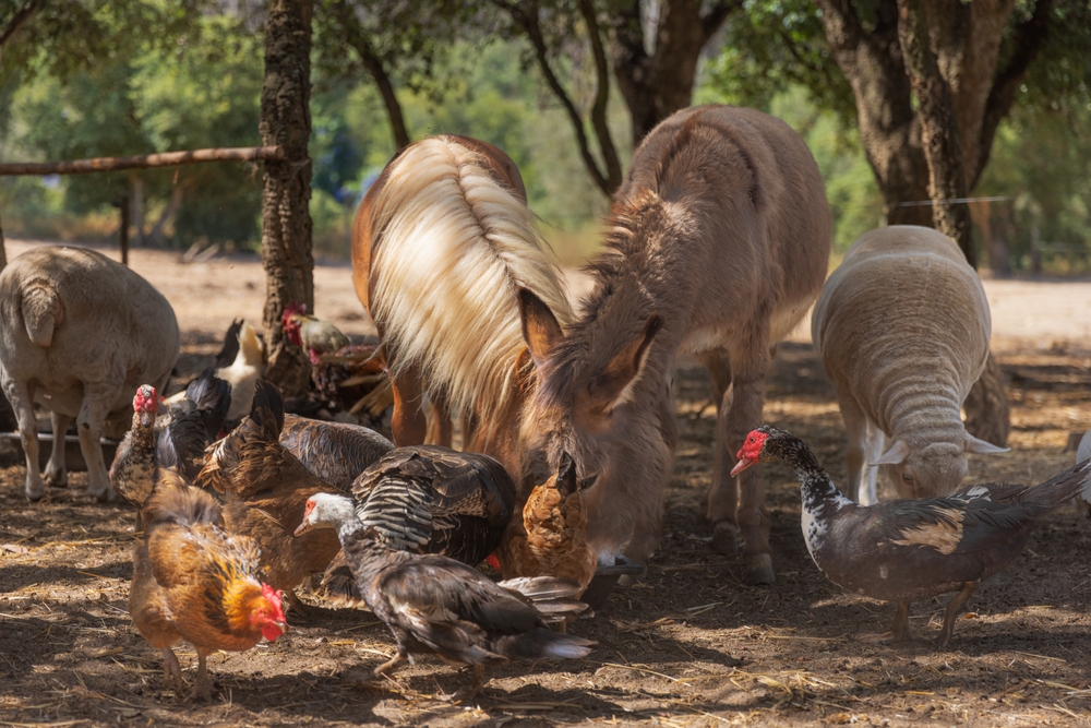 Numero di crescita degli animali di corte imposti dalla legge