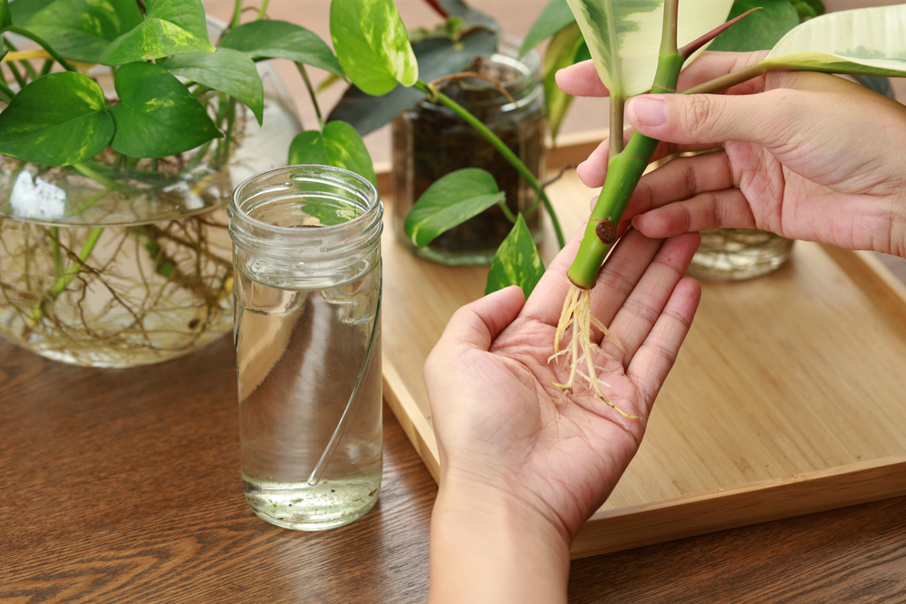 Le mani della donna sembrano talee radicate in acqua.