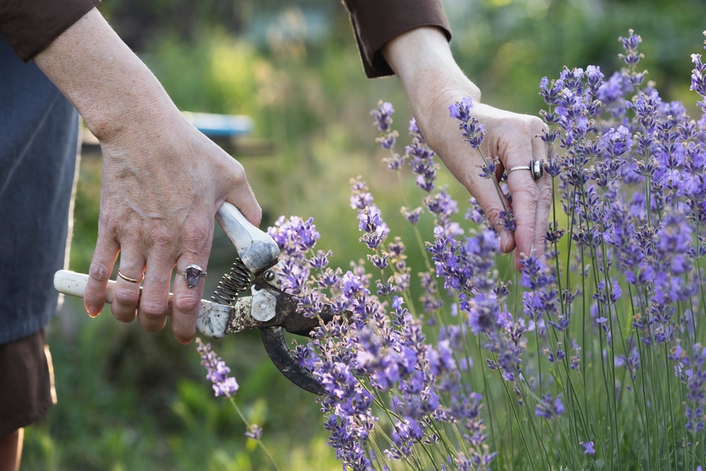 Le mani della donna matura tagliavano gli steli di lavanda nel giardino.
