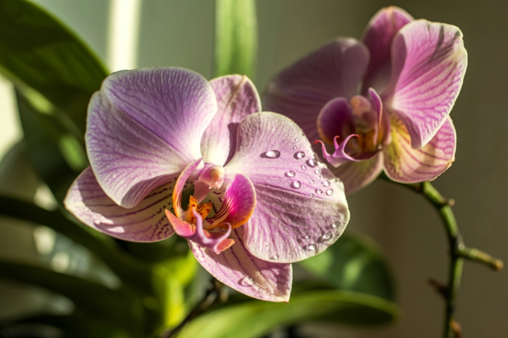 Orchidei con fiori rosa alla luce del sole caldo. 