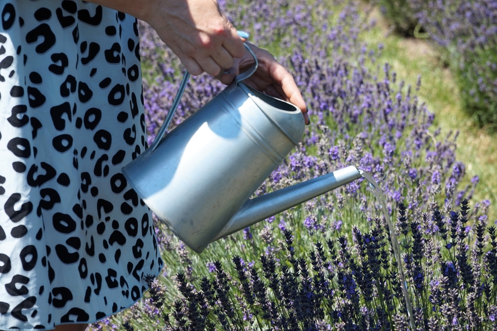 Garden Lavender Care: lavanda bagnata nel tuo giardino con spruzzatore di alluminio.