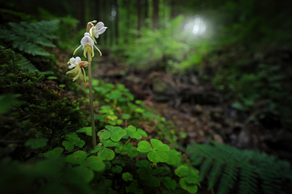 Un'orchide fantasma fiorisce nella foresta con travi in ​​pochi giorni.