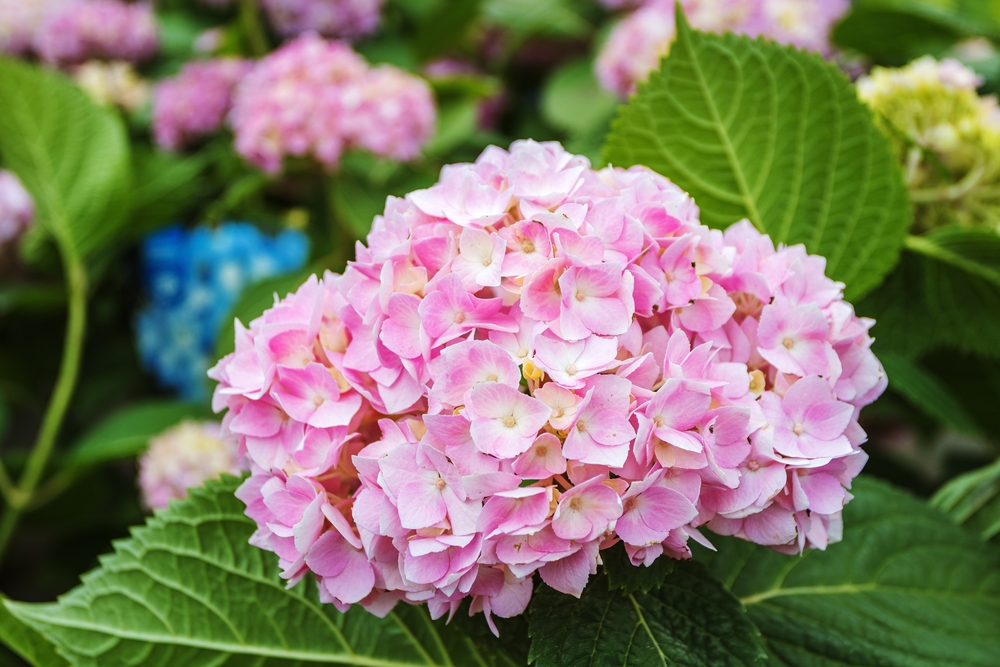 Perché Hortensia si asciuga: i fiori di ortensia rosa fioriscono nel giardino.