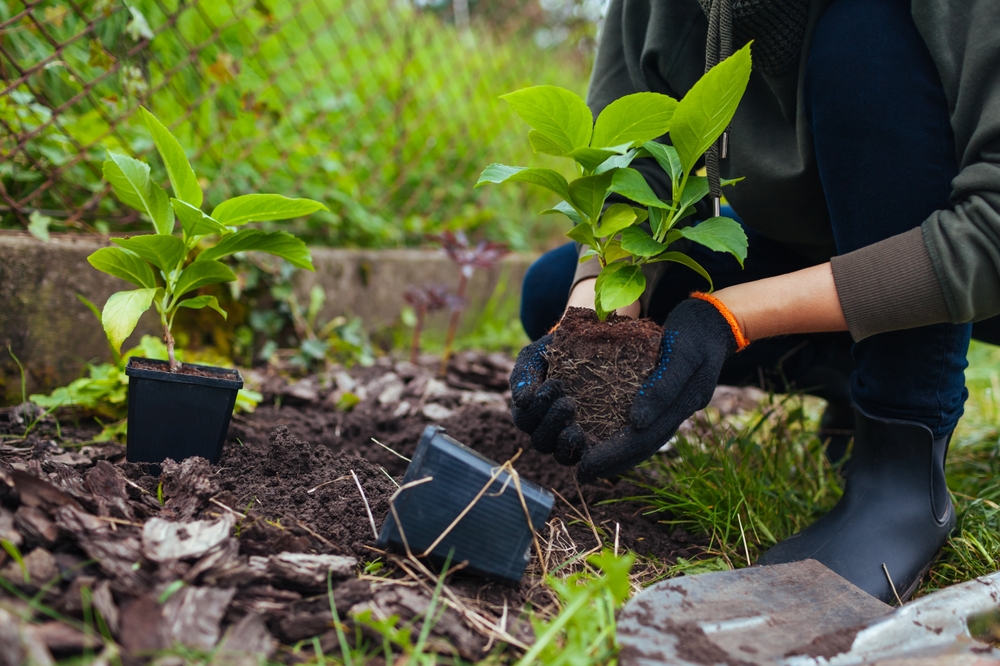 I trapianti di giardiniere dalle pentole hanno idranse sporche nel terreno del giardino.