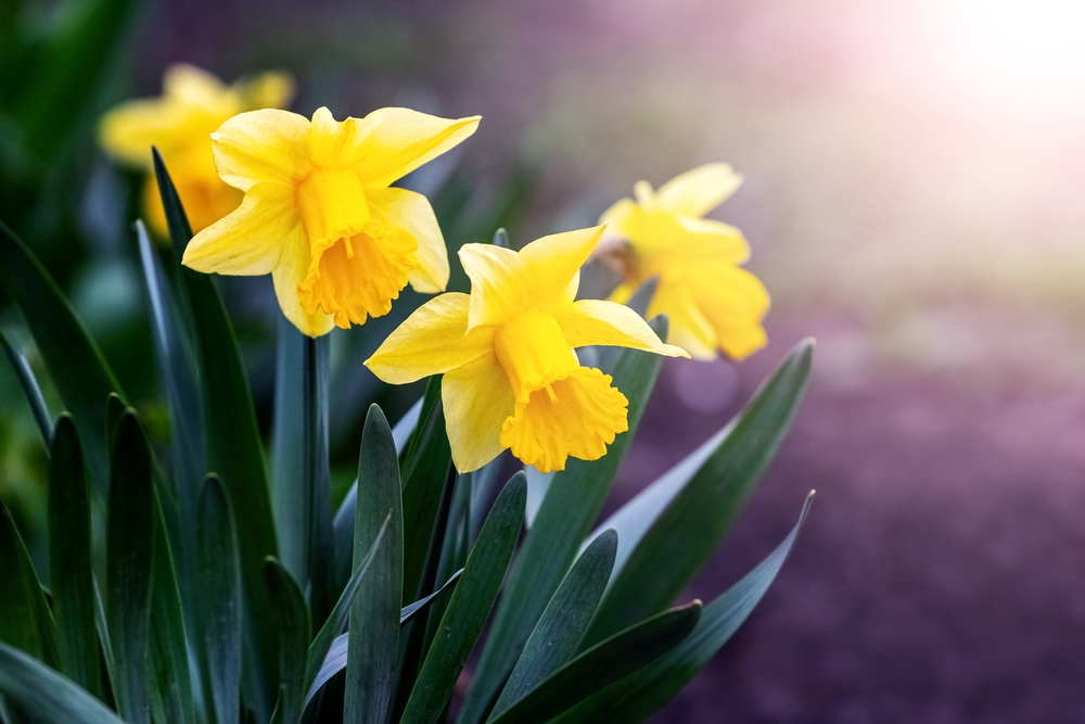 Piantato nel fiore giallo narcisi di settembre