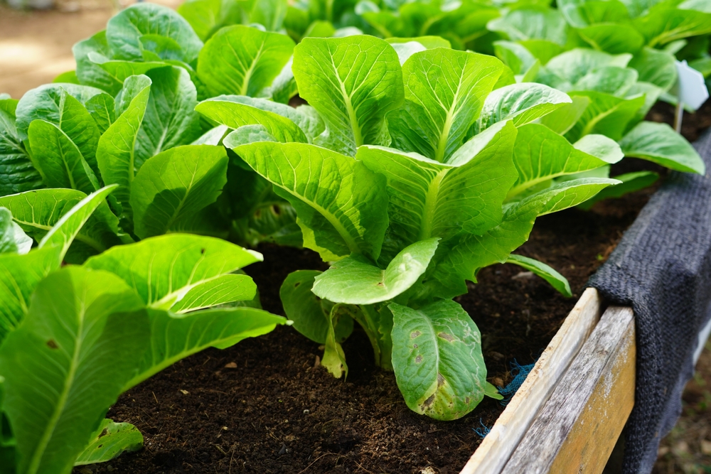 Foglie di insalata verde piantate nel terreno