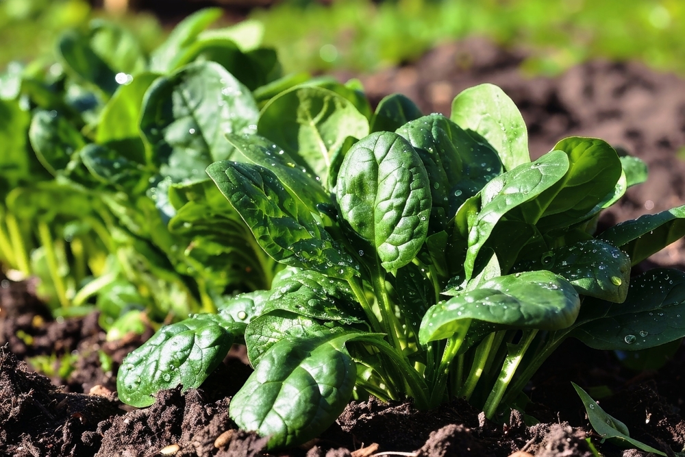 Le foglie di spinaci sono piantate nel giardino delle piante terrestri