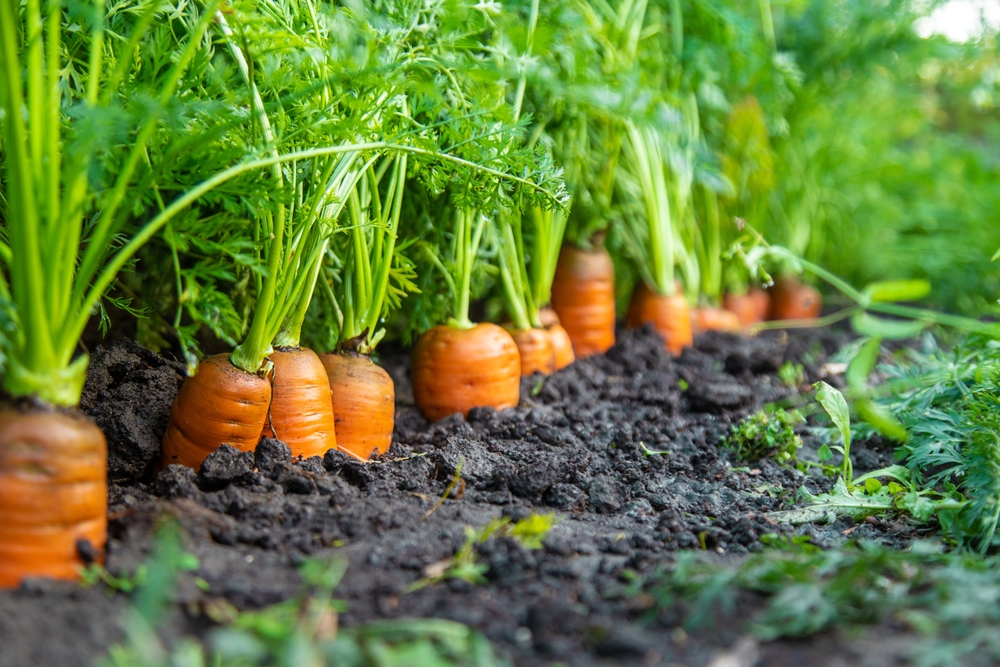 Piantato in un giardino di carote a settembre