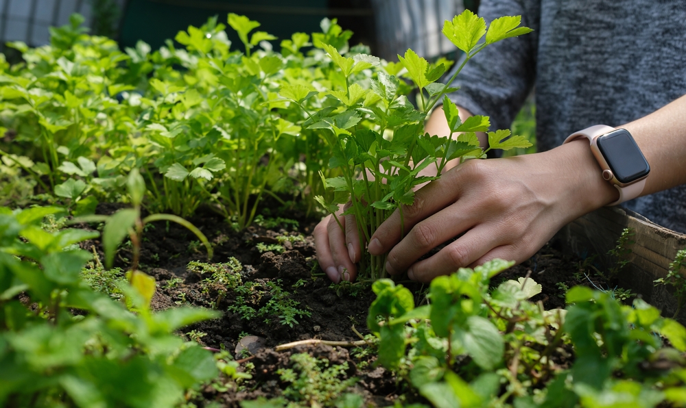 Quali verdure sono piantate a settembre: le mani della giovane donna con un orologio digitale quadrato sul raccolto del polso che va da un contenitore da giardino.