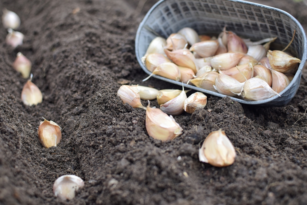 Spicchi di aglio a terra per la piattaforma.