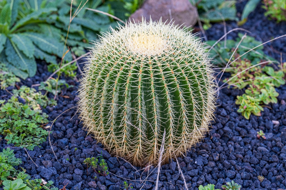 Ghiaia nero cactus echinocactus gulson. 