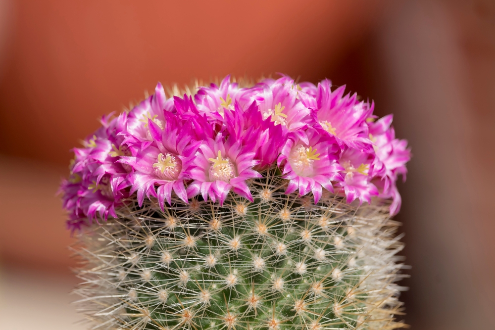 Tipo di appartamento Cactus: Mamilaria, coronata con fiori rosa.