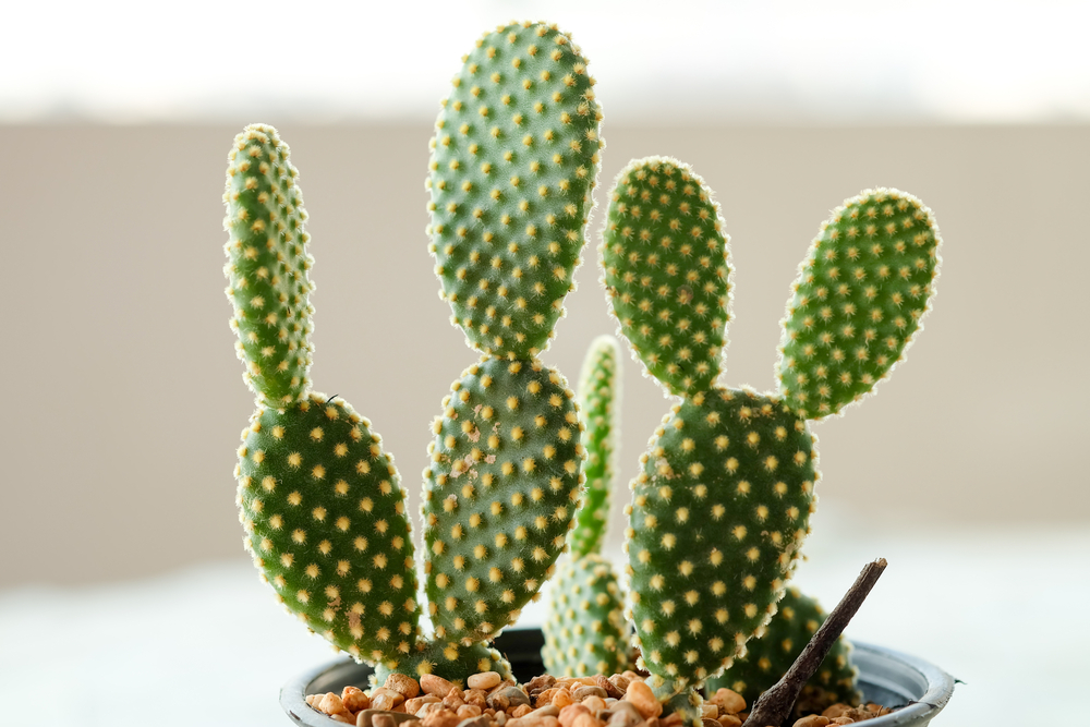 Il cactus si oppose nella pentola in una stanza molto luminosa.