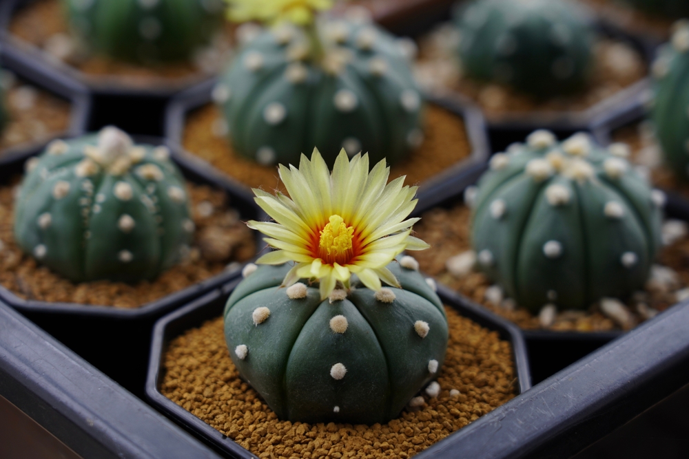 Tipo di appartamento Cactus: piante a stella con fiori gialli in vasi e altre piante celesti sporche cactus.
