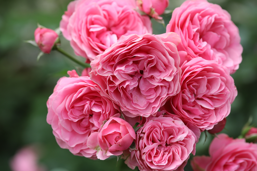 Rose rosa della varietà Leonardo da Vinci. 