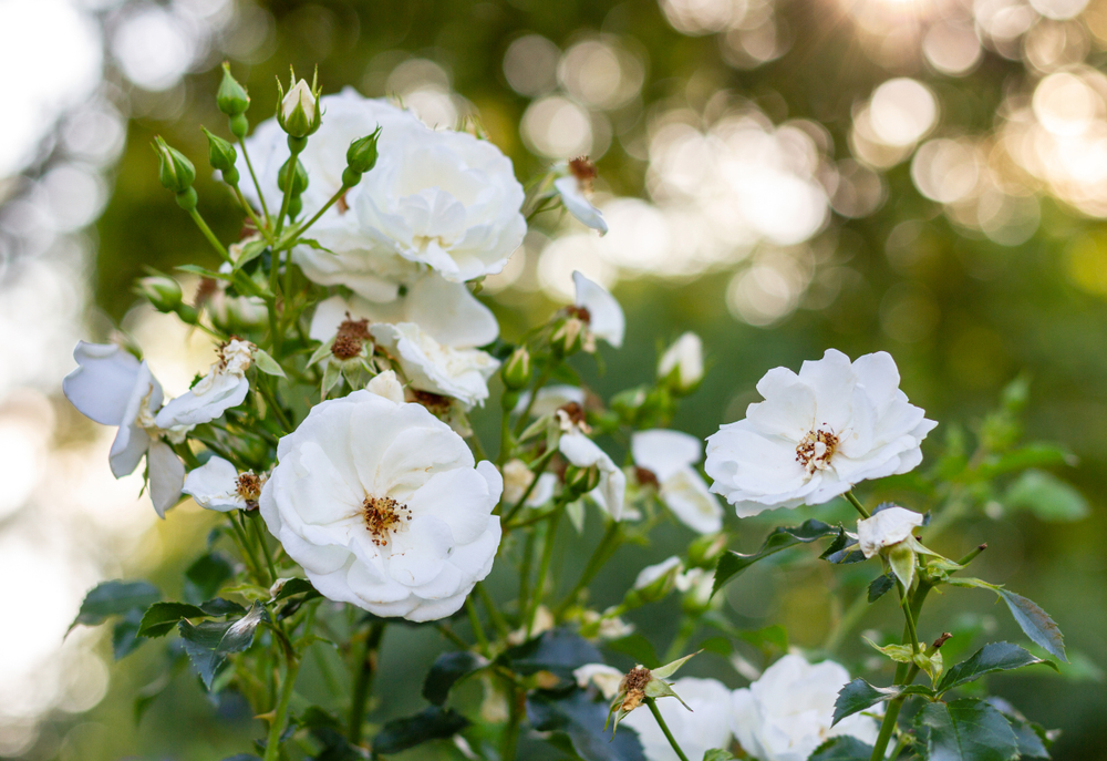 Le persone innocenti rose sboccheranno delicati fiori bianchi nei loro giardini e in ombra parziale. 