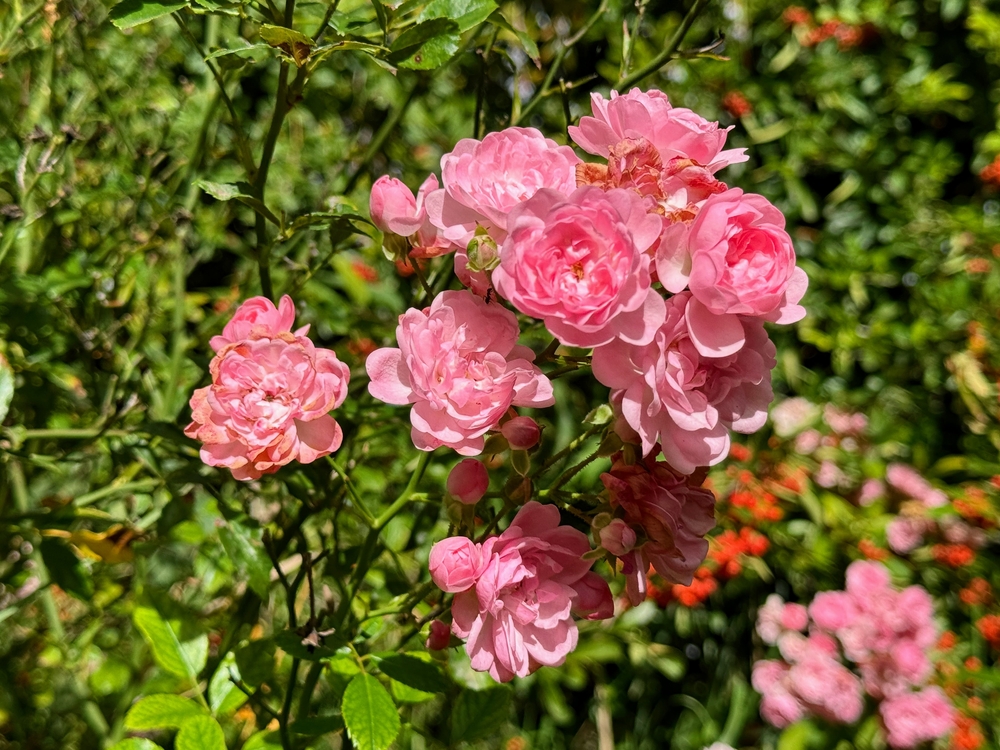 Rose Pomisha: tipi di cespugli di rose fate con fiori rosa direttamente nel giardino