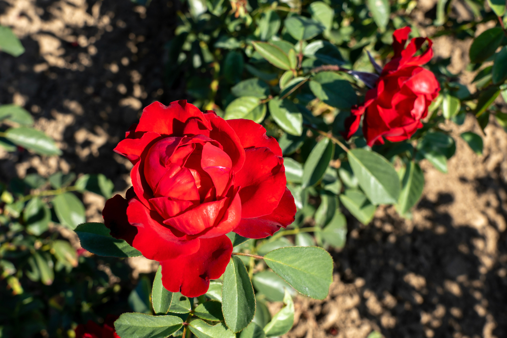 La cascata rossa di rose fioriva con fiori rossi nel giardino, battendo direttamente il sole intenso. 