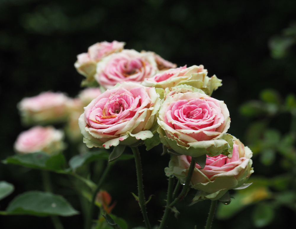 La rosa di rosa di Mini Eden fioriva con volant rosa con verde leggermente bianco brontolio nel giardino. 