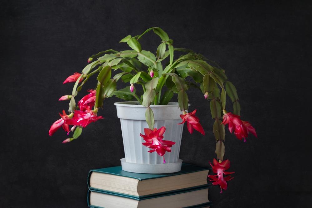 Tipo di appartamento Cactus: pentola bianca con pile di libri e fiori di shicram su sfondo nero. 