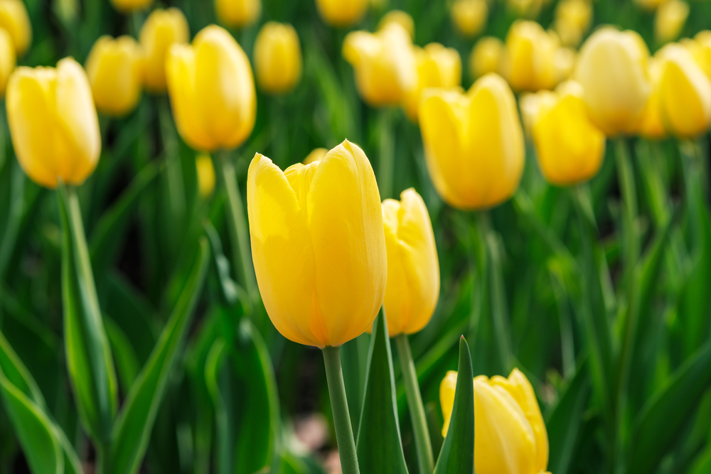 Piantati con tulipani primaverili gialli a settembre nel giardino