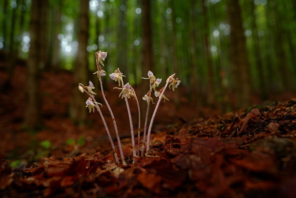 Diversi ceppi di fiori di orchidea fantasma in una foresta scura con ombre dense.